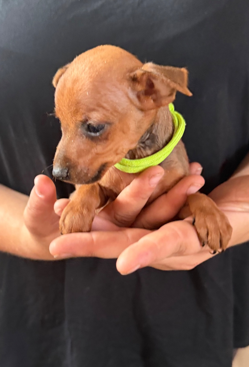 Du Hameau Des Nours - Chiots disponibles - Pinscher nain