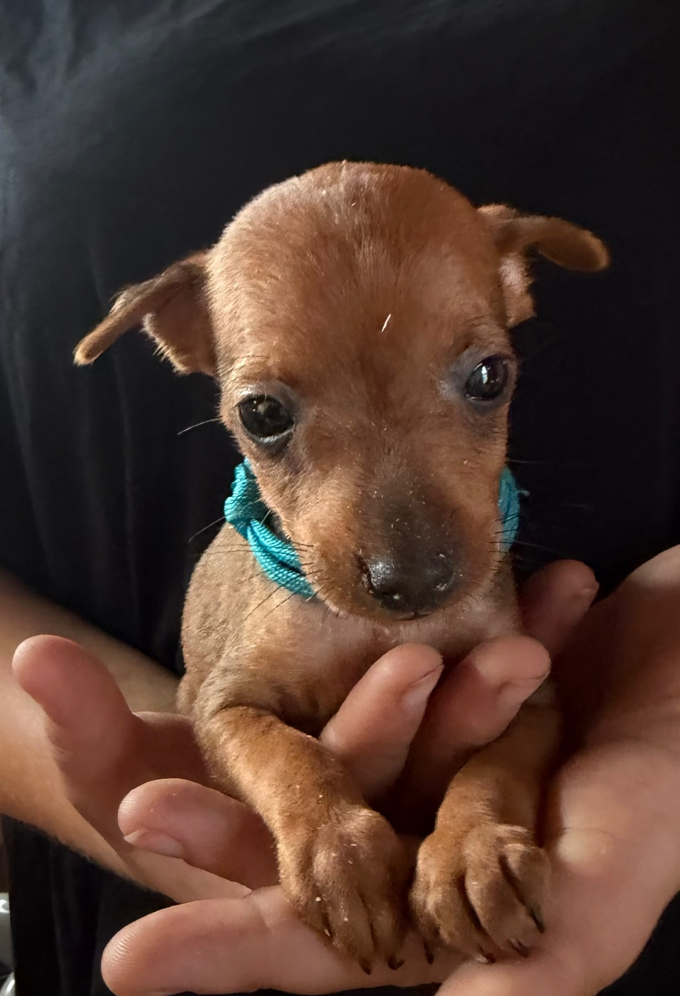 Du Hameau Des Nours - Chiots disponibles - Pinscher nain