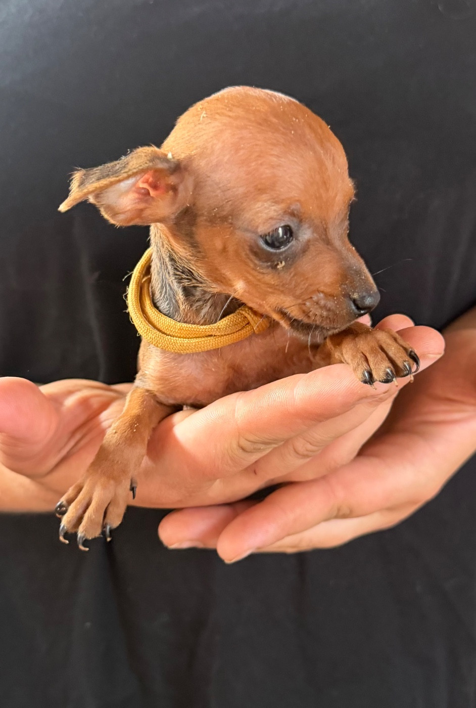 Du Hameau Des Nours - Chiots disponibles - Pinscher nain
