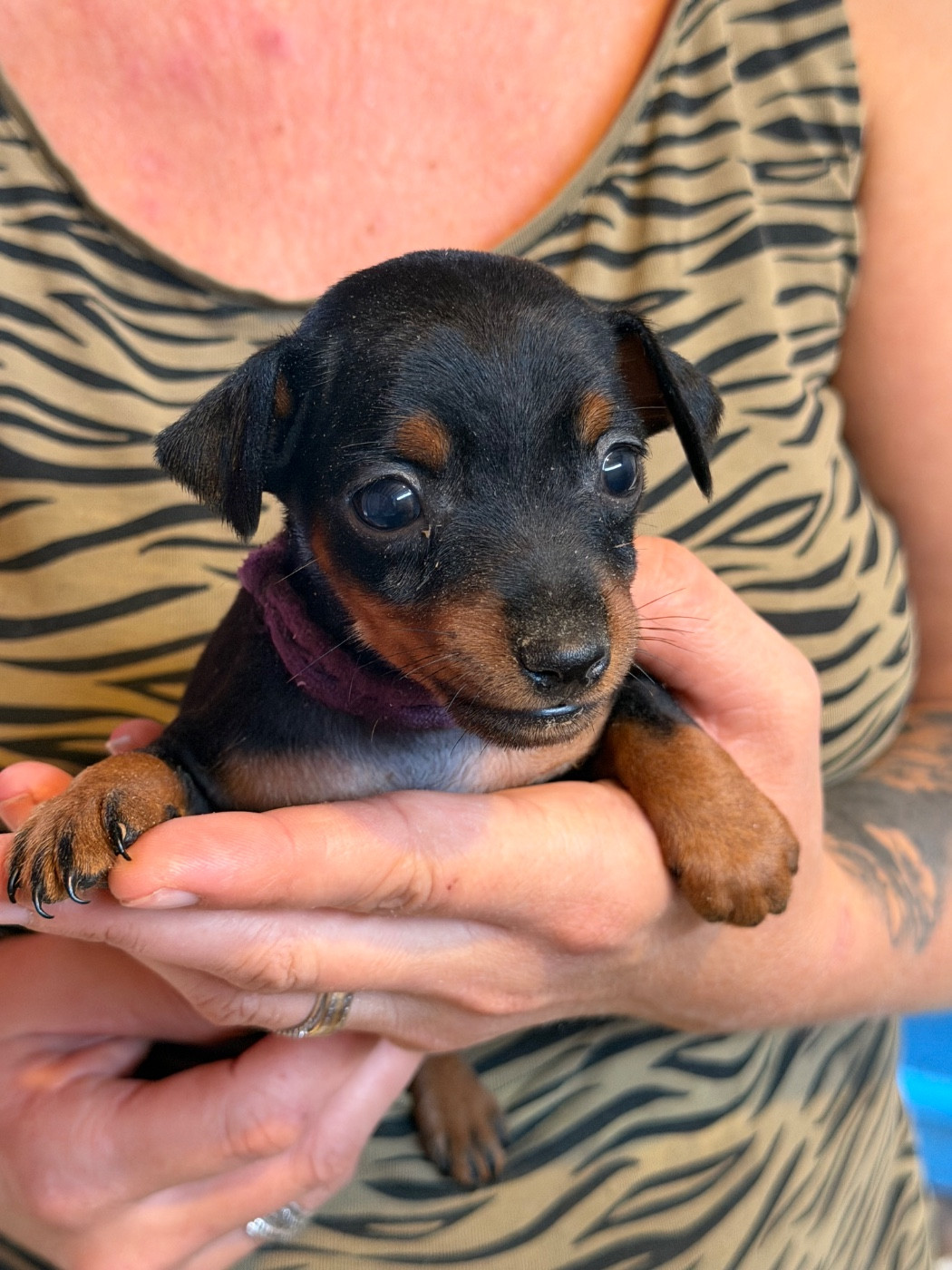 Du Hameau Des Nours - Chiots disponibles - Pinscher nain