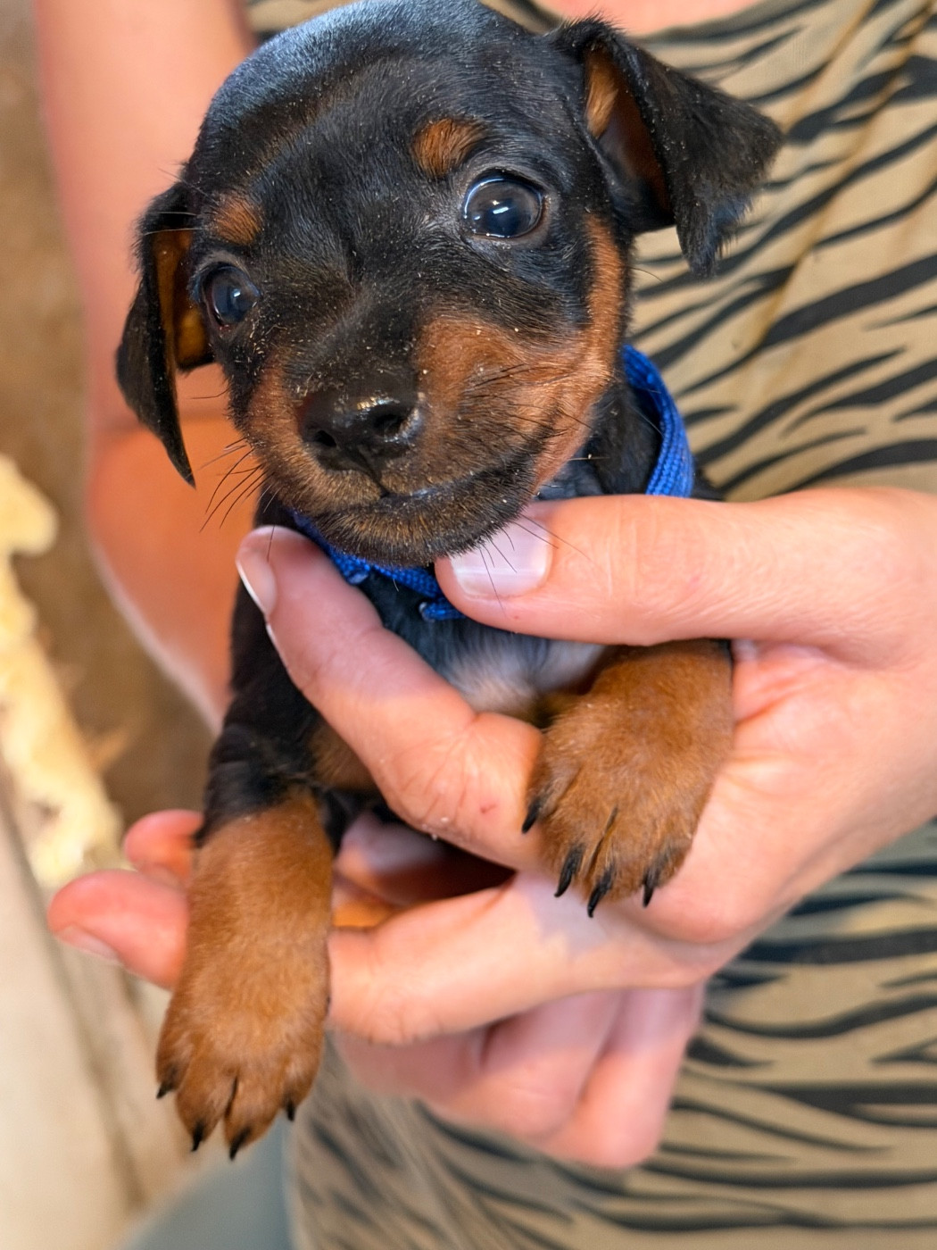 Du Hameau Des Nours - Chiots disponibles - Pinscher nain