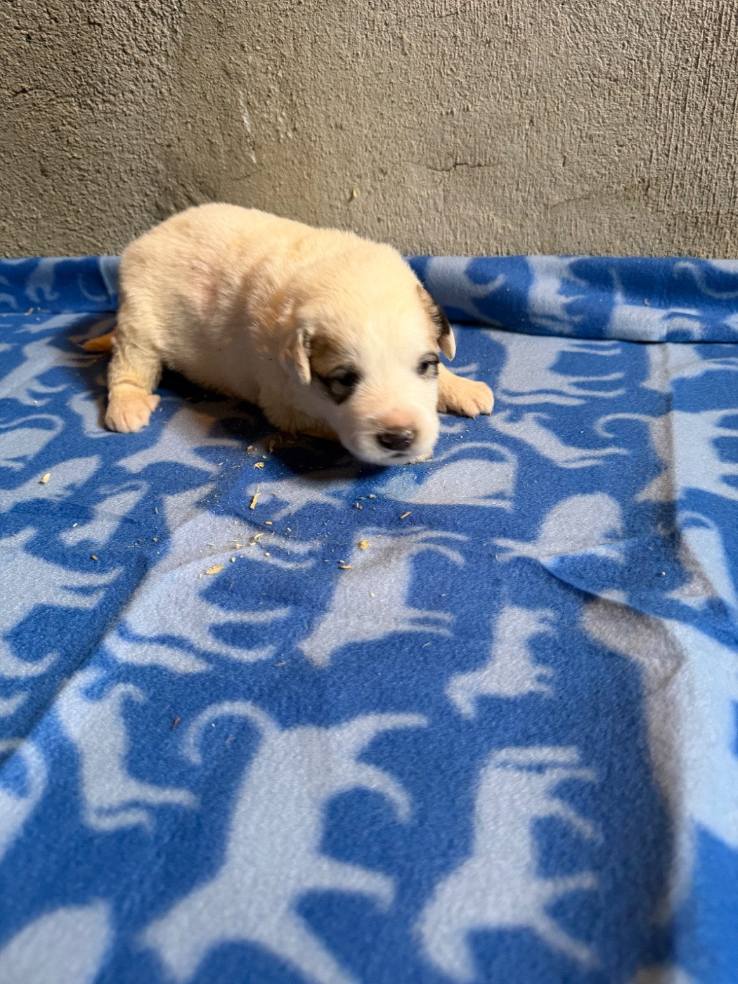 Du Hameau Des Nours - Chiots disponibles - Chien de Montagne des Pyrenees