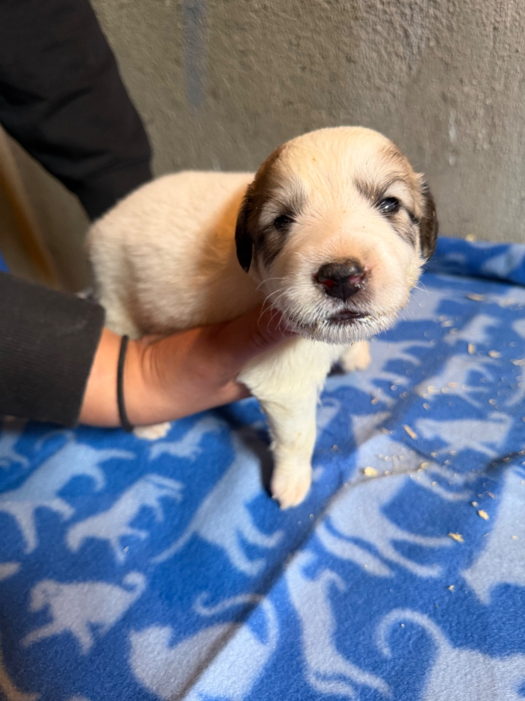 Du Hameau Des Nours - Chiots disponibles - Chien de Montagne des Pyrenees