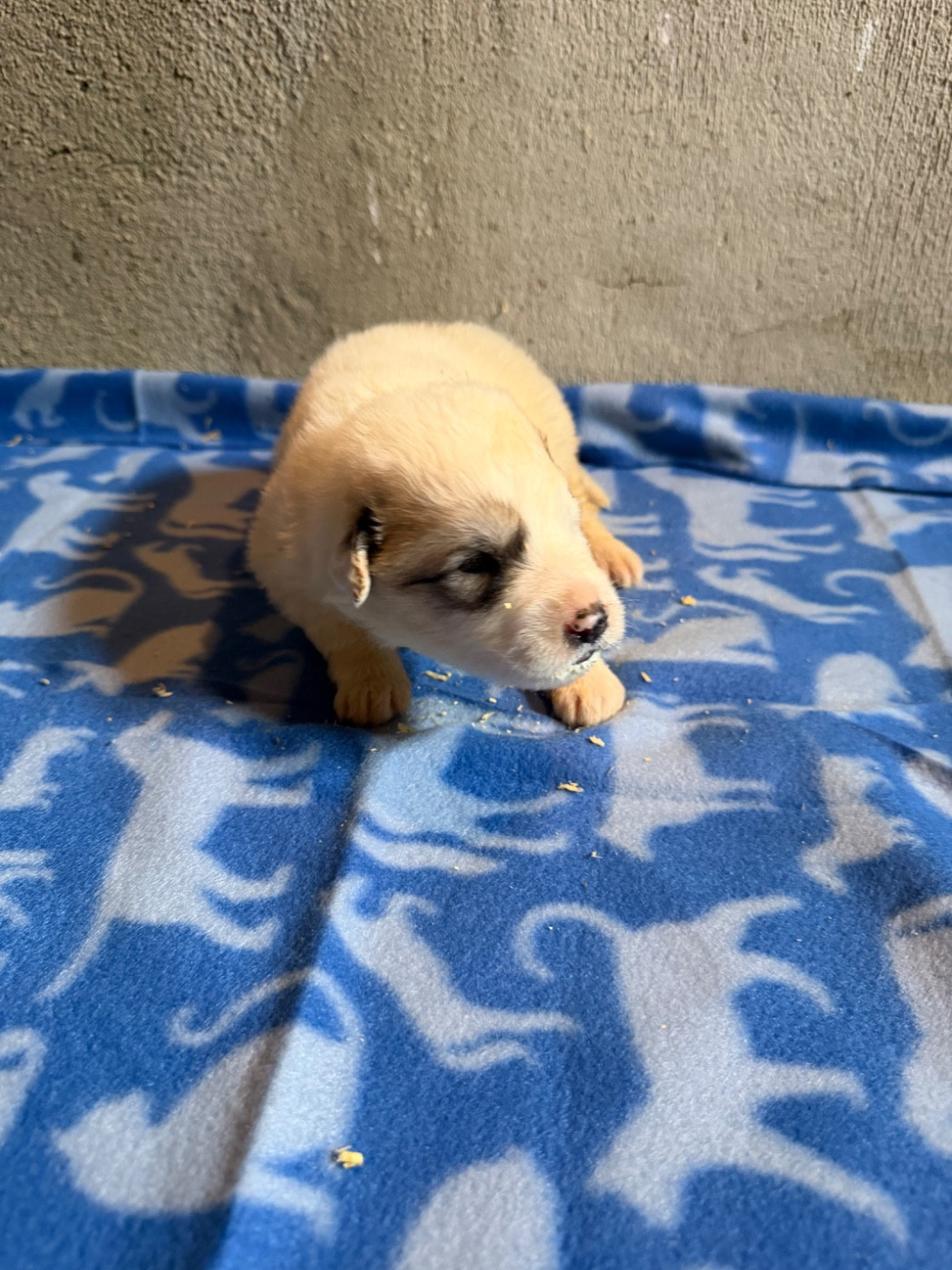 Du Hameau Des Nours - Chiots disponibles - Chien de Montagne des Pyrenees