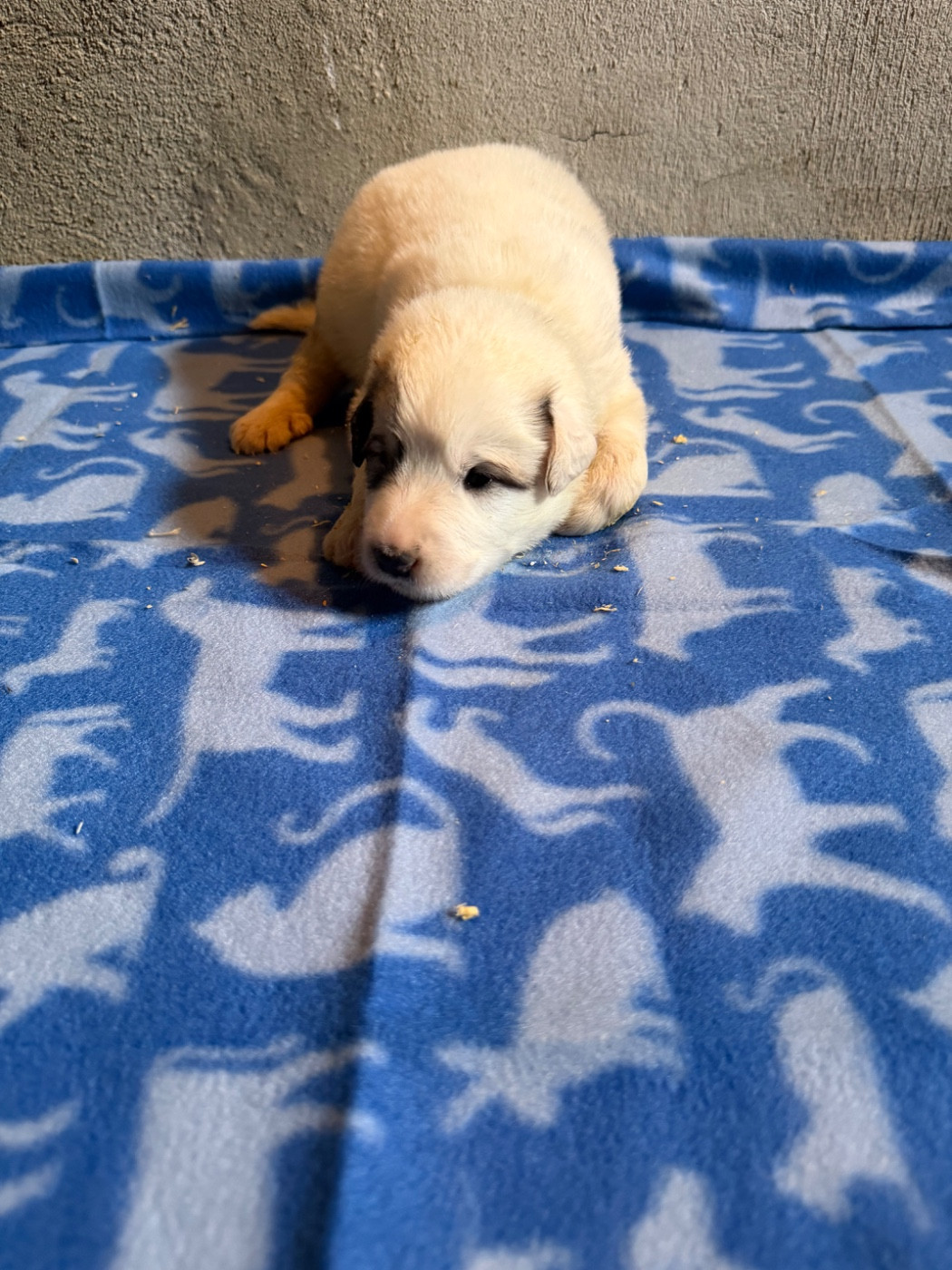 Du Hameau Des Nours - Chiots disponibles - Chien de Montagne des Pyrenees