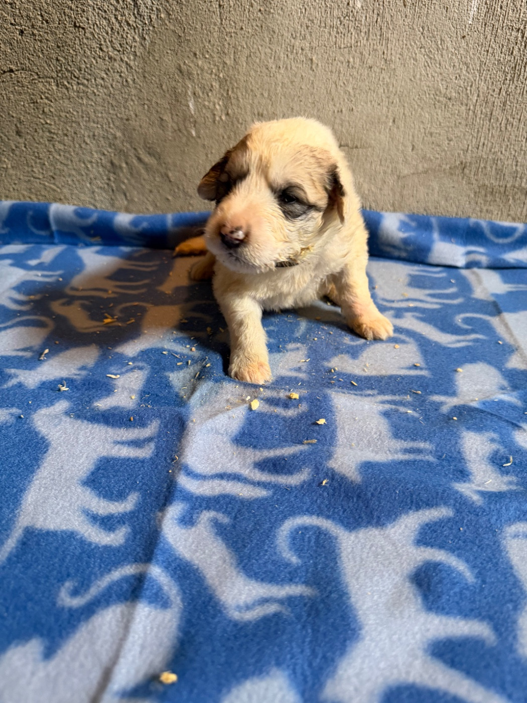 Du Hameau Des Nours - Chiots disponibles - Chien de Montagne des Pyrenees