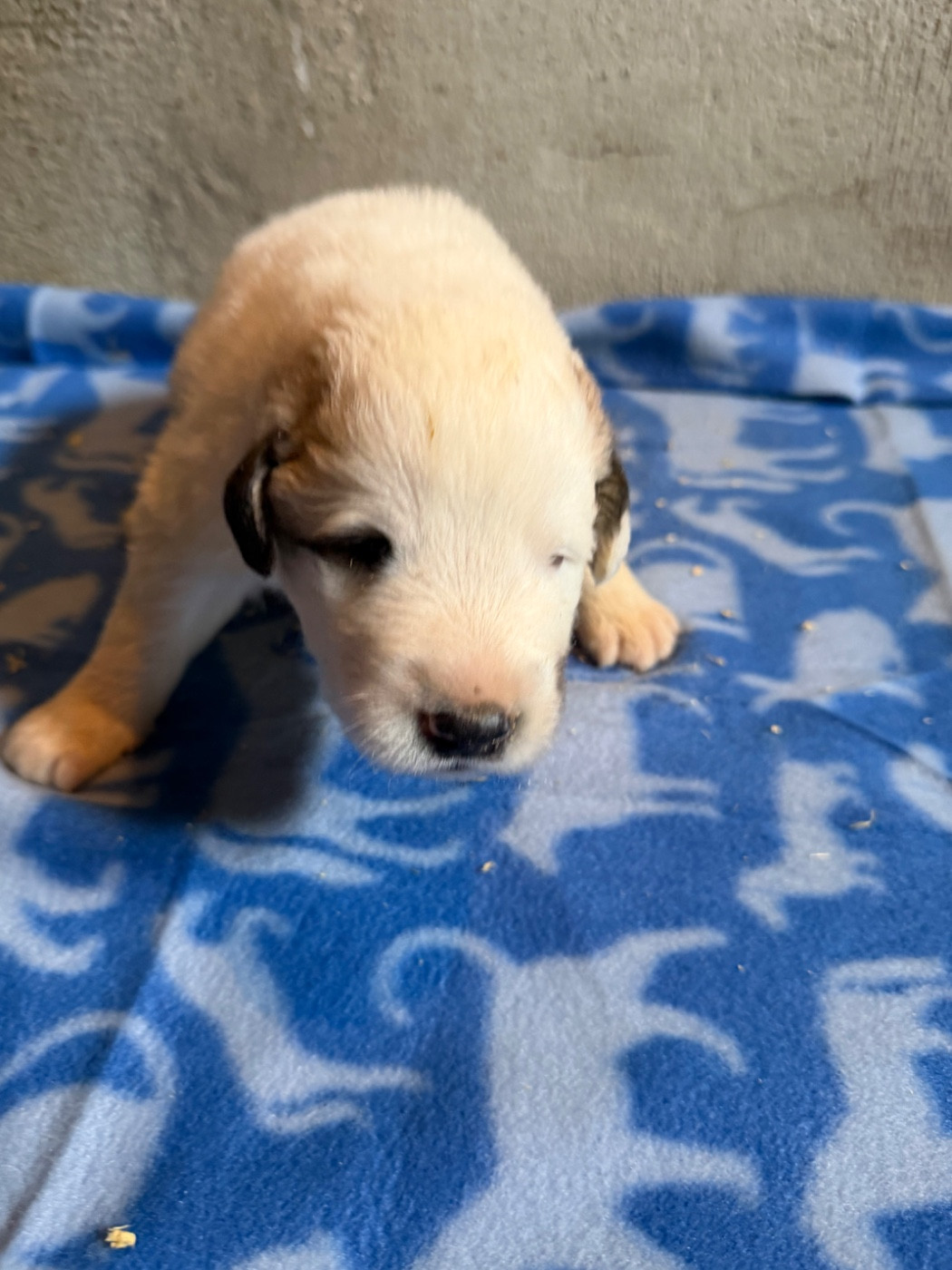 Du Hameau Des Nours - Chiots disponibles - Chien de Montagne des Pyrenees
