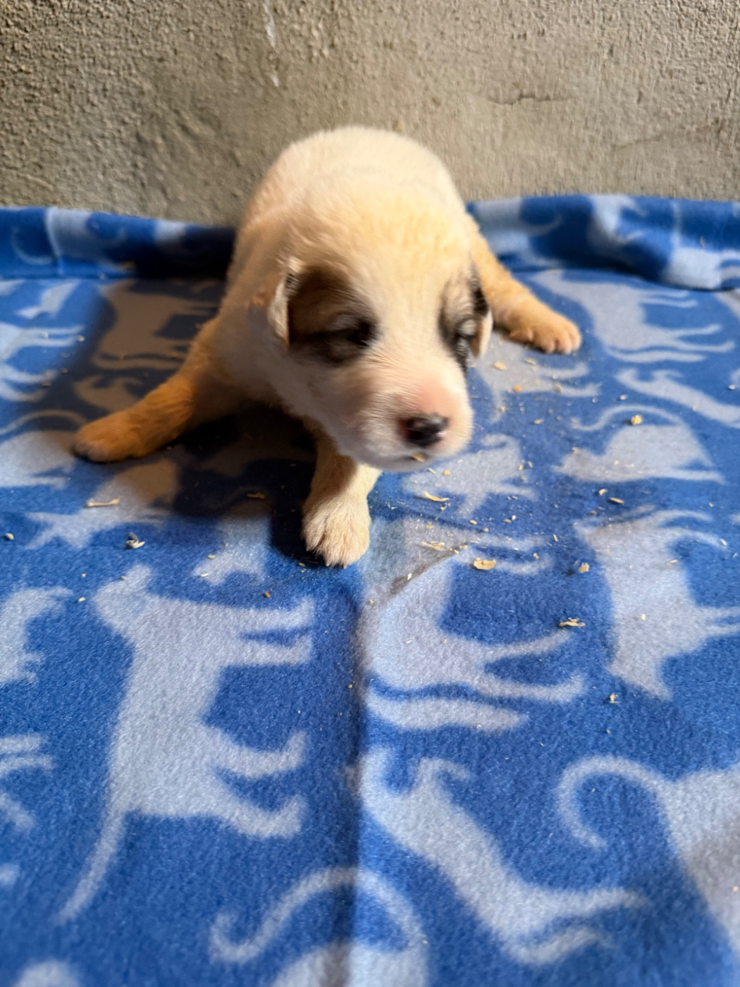 Du Hameau Des Nours - Chiots disponibles - Chien de Montagne des Pyrenees