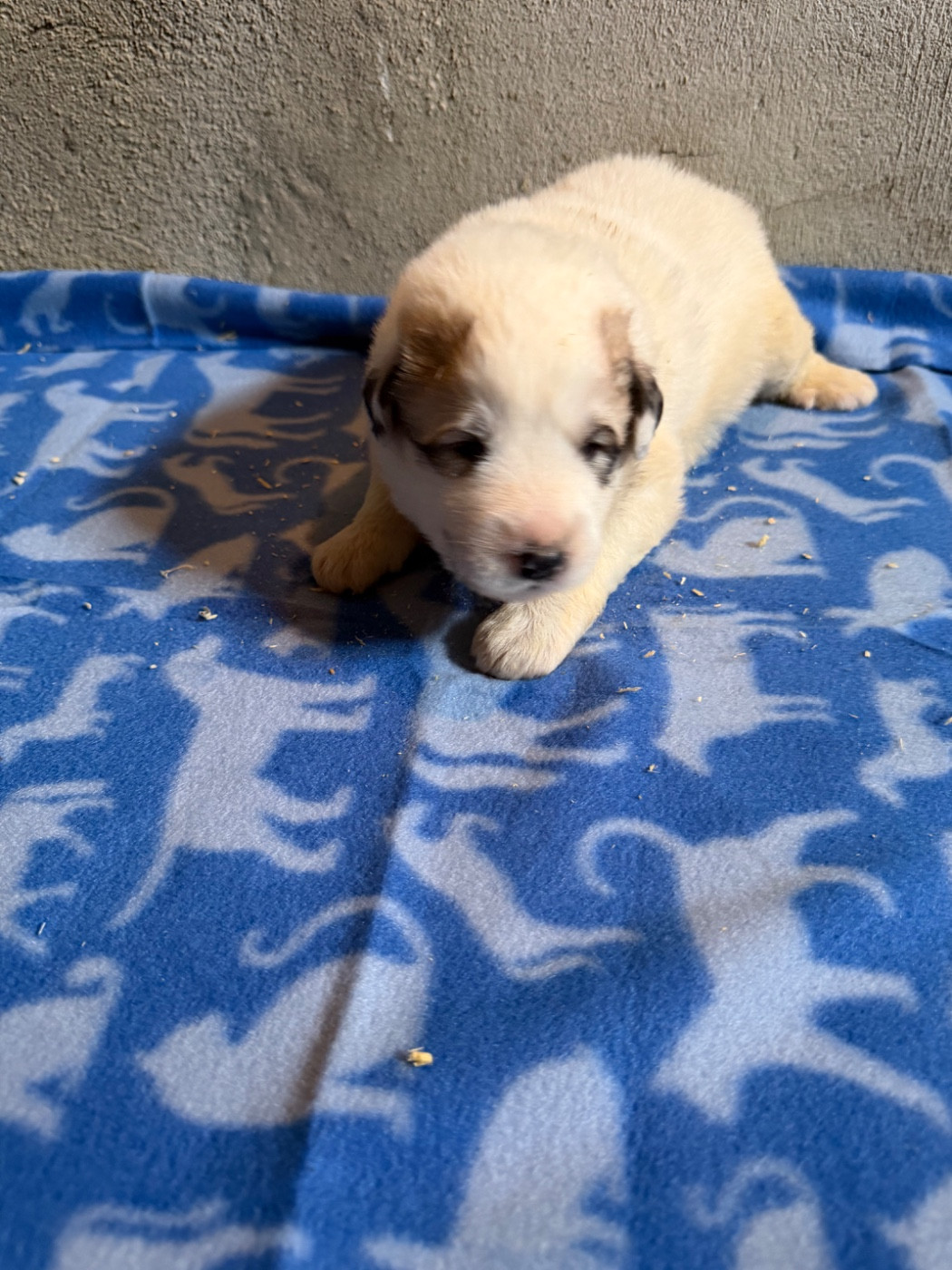 Du Hameau Des Nours - Chiots disponibles - Chien de Montagne des Pyrenees