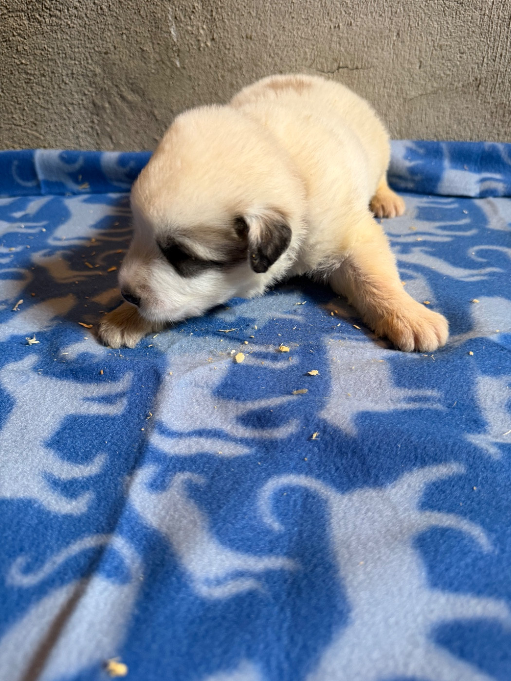 Du Hameau Des Nours - Chiots disponibles - Chien de Montagne des Pyrenees