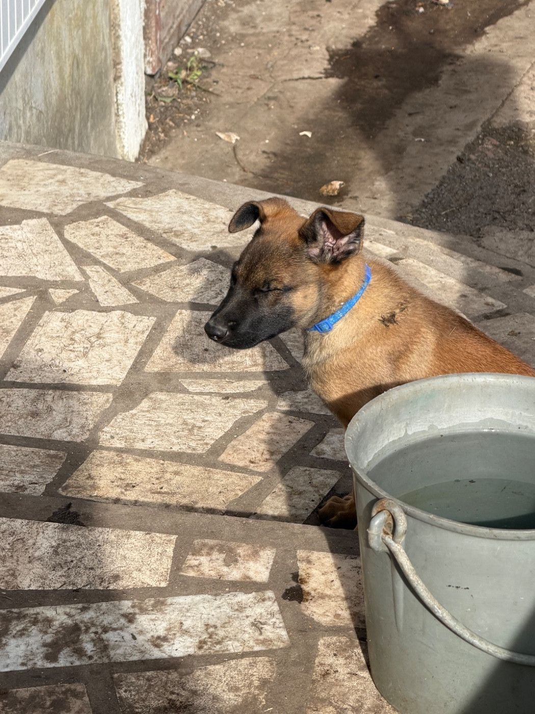 Du Hameau Des Nours - Chiots disponibles - Berger Belge