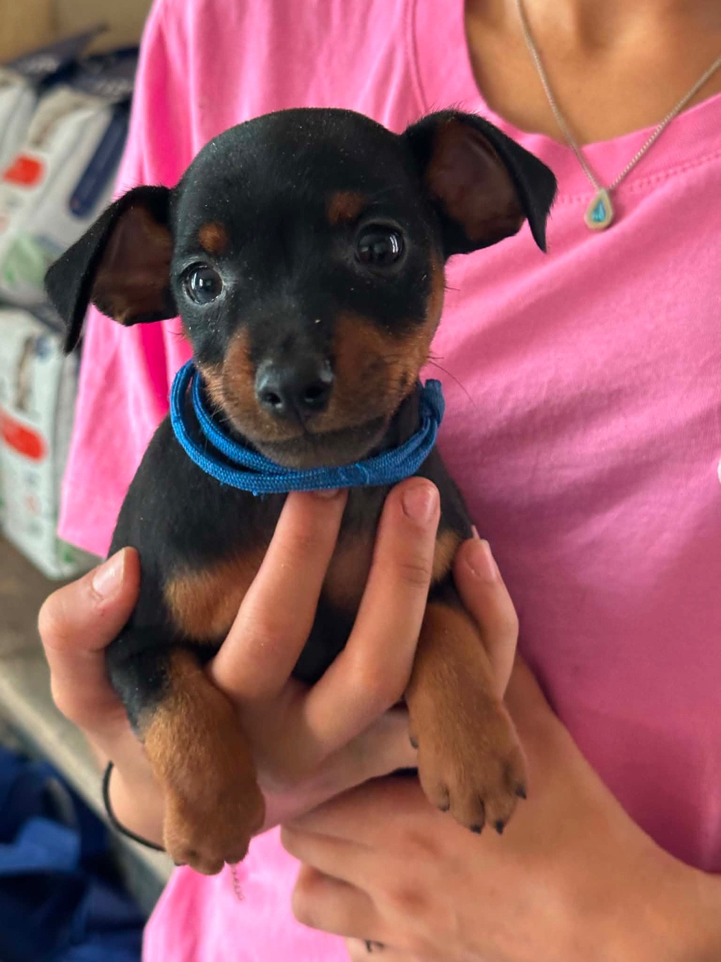 Du Hameau Des Nours - Chiots disponibles - Pinscher nain