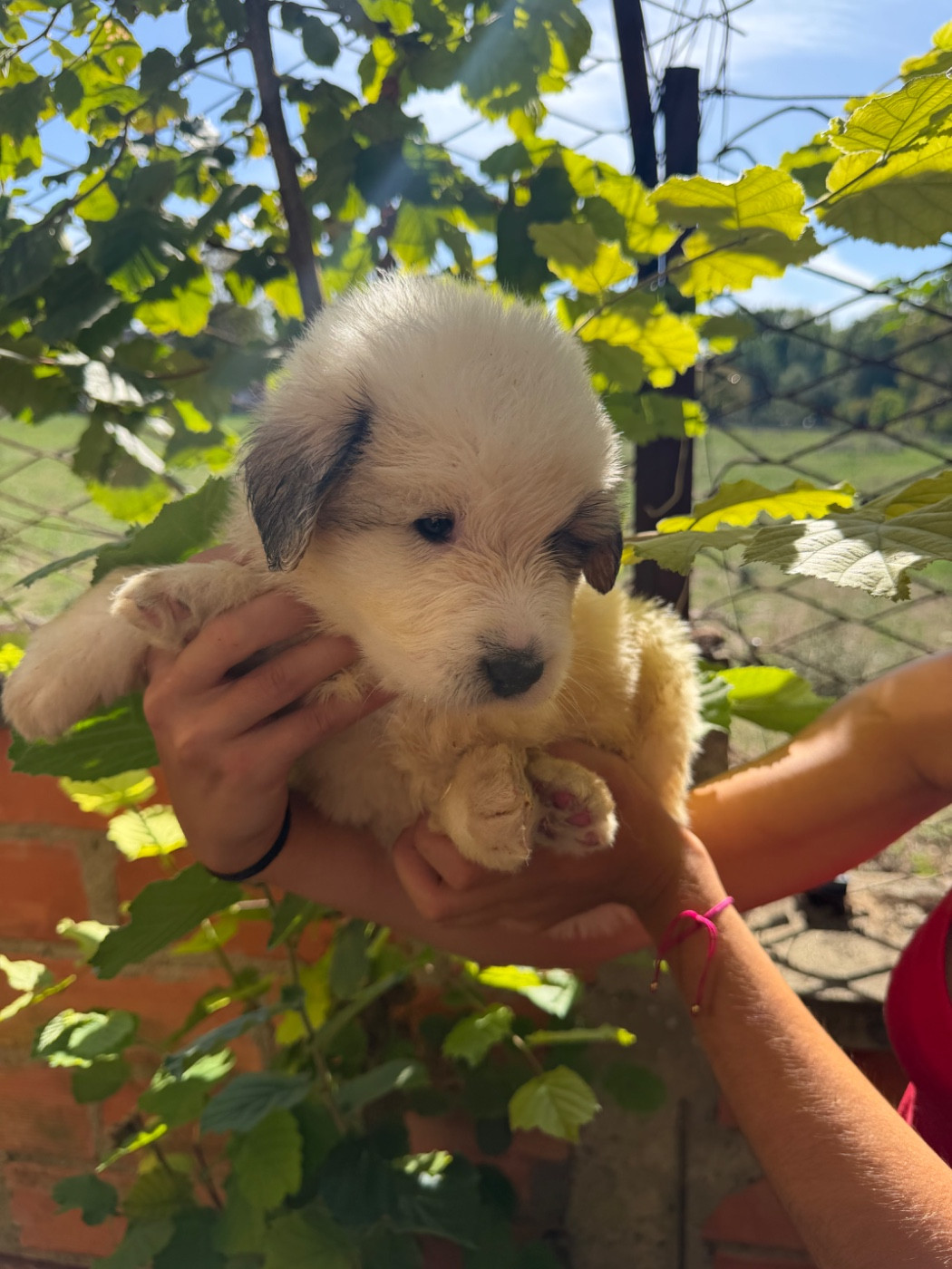 Du Hameau Des Nours - Chiots disponibles - Chien de Montagne des Pyrenees