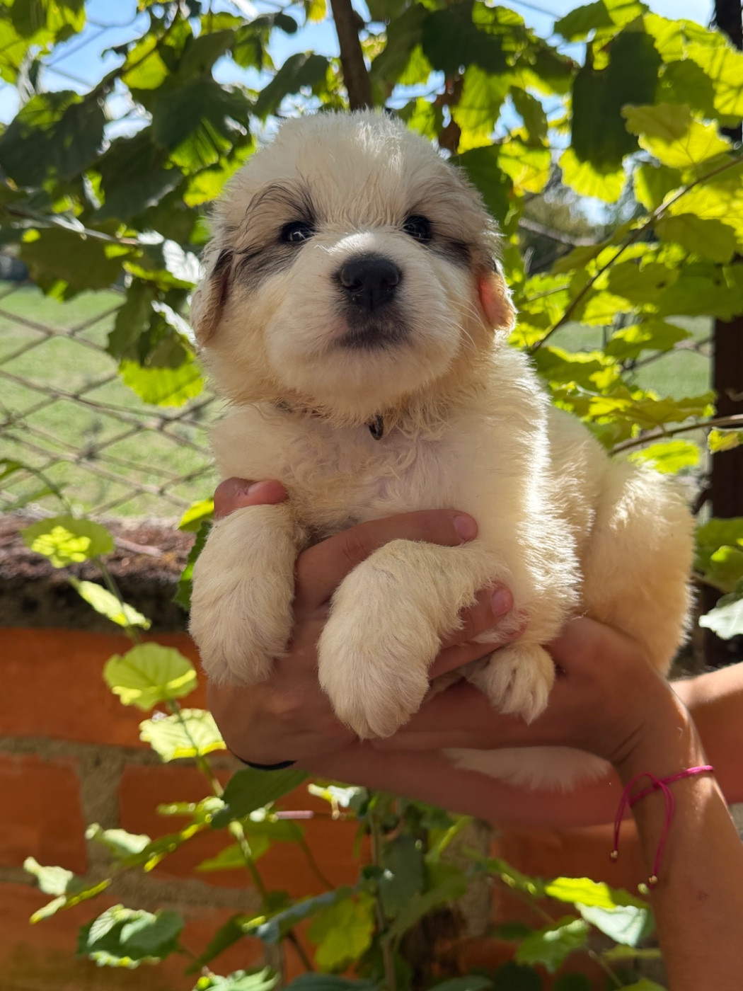 Du Hameau Des Nours - Chiots disponibles - Chien de Montagne des Pyrenees