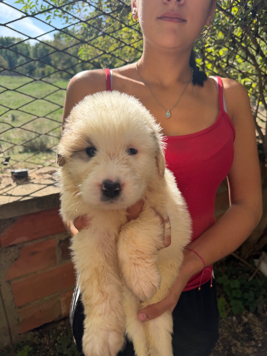 Du Hameau Des Nours - Chiots disponibles - Chien de Montagne des Pyrenees