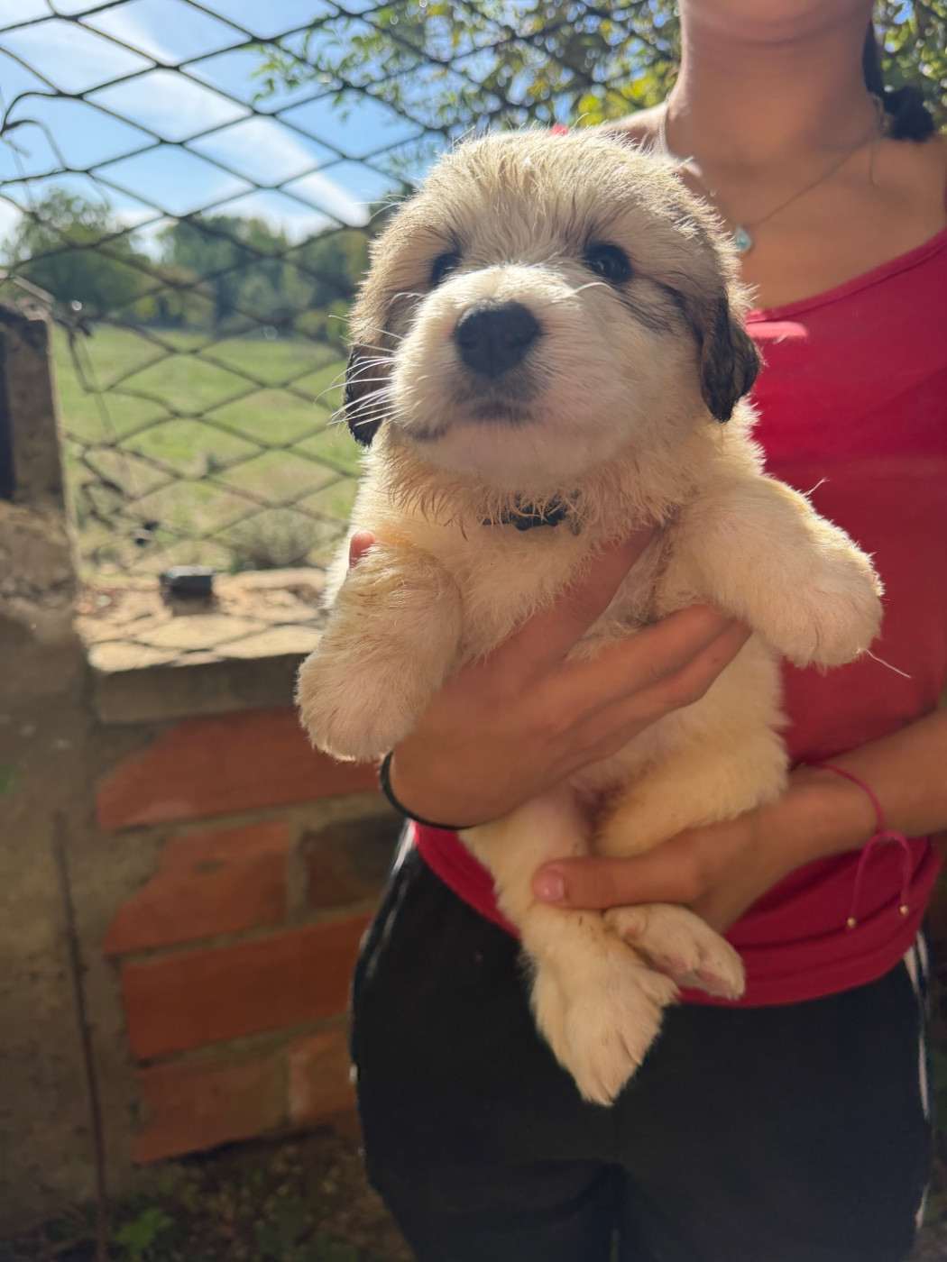 Du Hameau Des Nours - Chiots disponibles - Chien de Montagne des Pyrenees