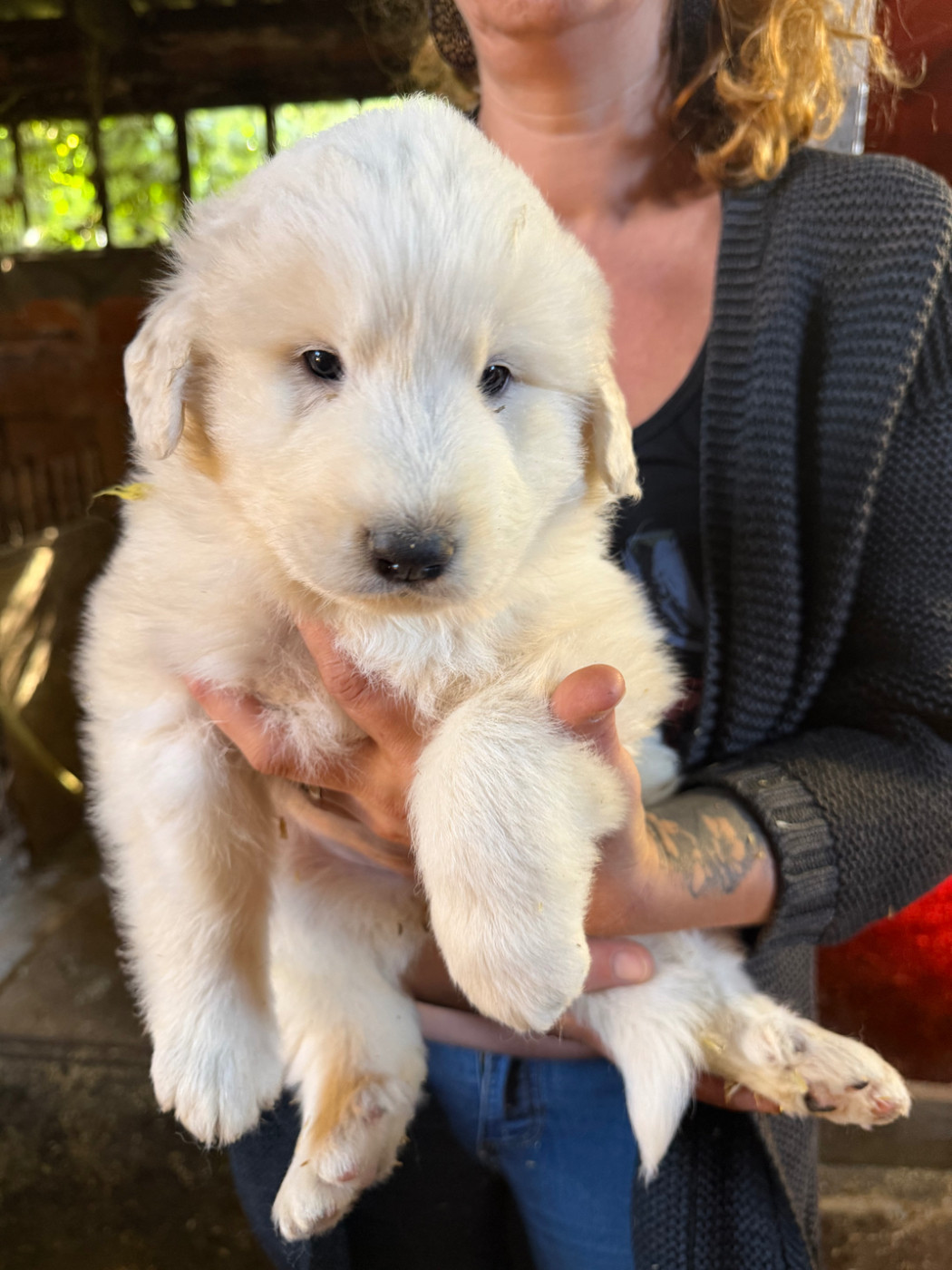 Du Hameau Des Nours - Chiots disponibles - Chien de Montagne des Pyrenees