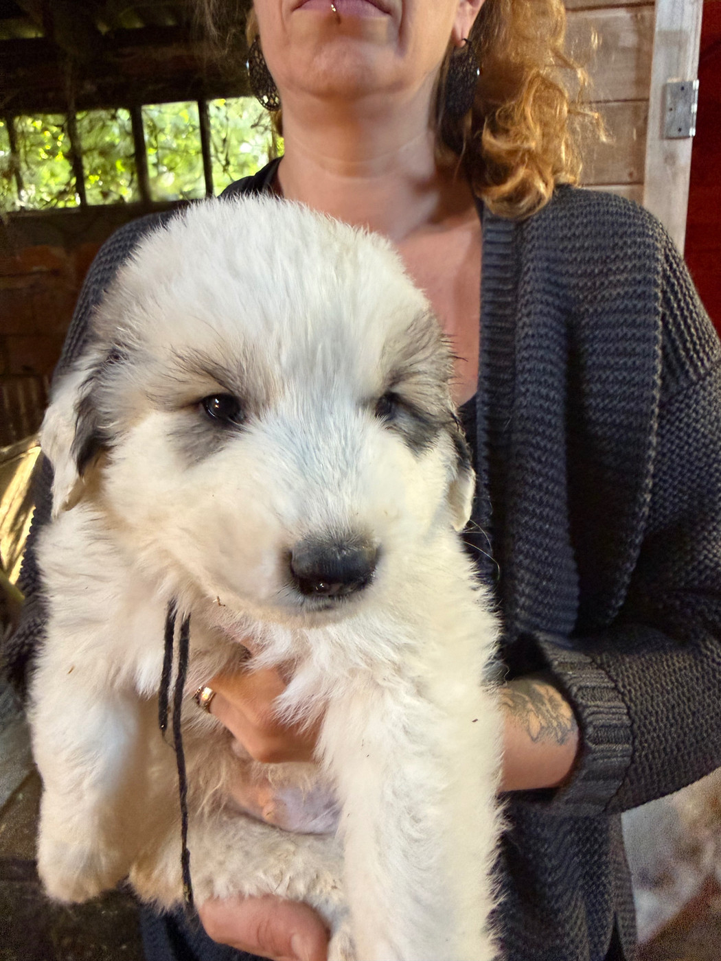 Du Hameau Des Nours - Chiots disponibles - Chien de Montagne des Pyrenees