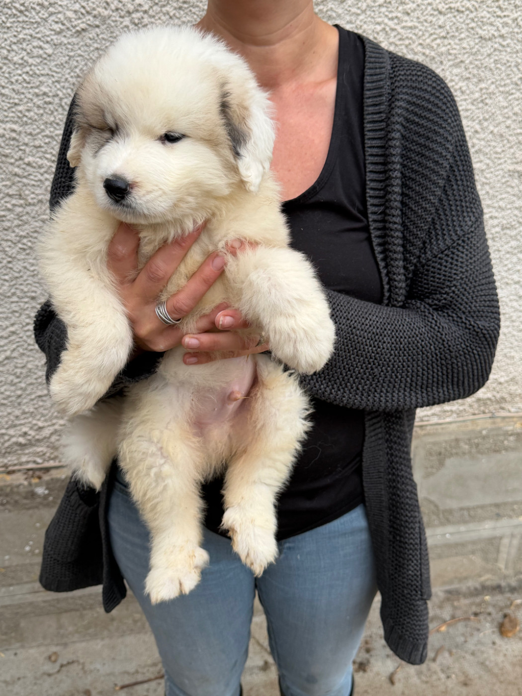 Du Hameau Des Nours - Chiots disponibles - Chien de Montagne des Pyrenees