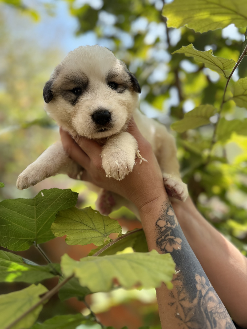 Du Hameau Des Nours - Chiots disponibles - Chien de Montagne des Pyrenees