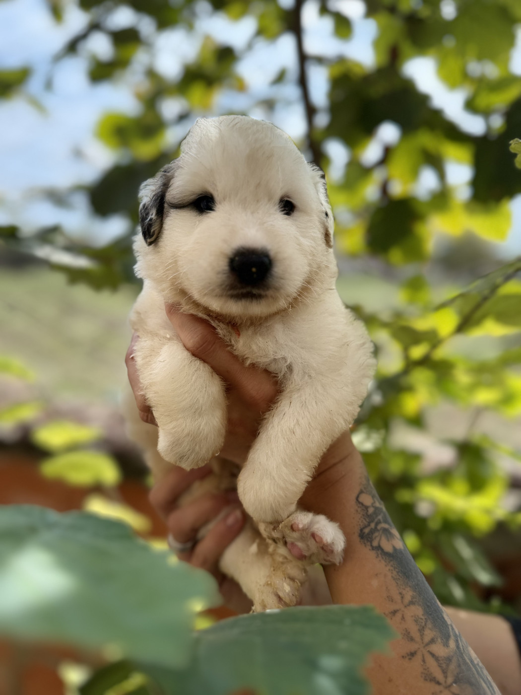 Du Hameau Des Nours - Chiots disponibles - Chien de Montagne des Pyrenees
