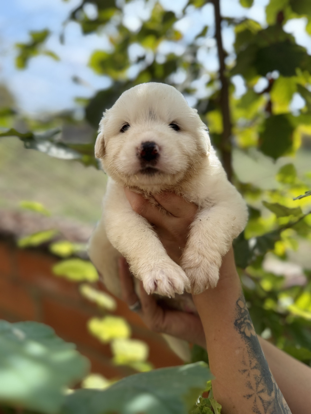 Du Hameau Des Nours - Chiots disponibles - Chien de Montagne des Pyrenees