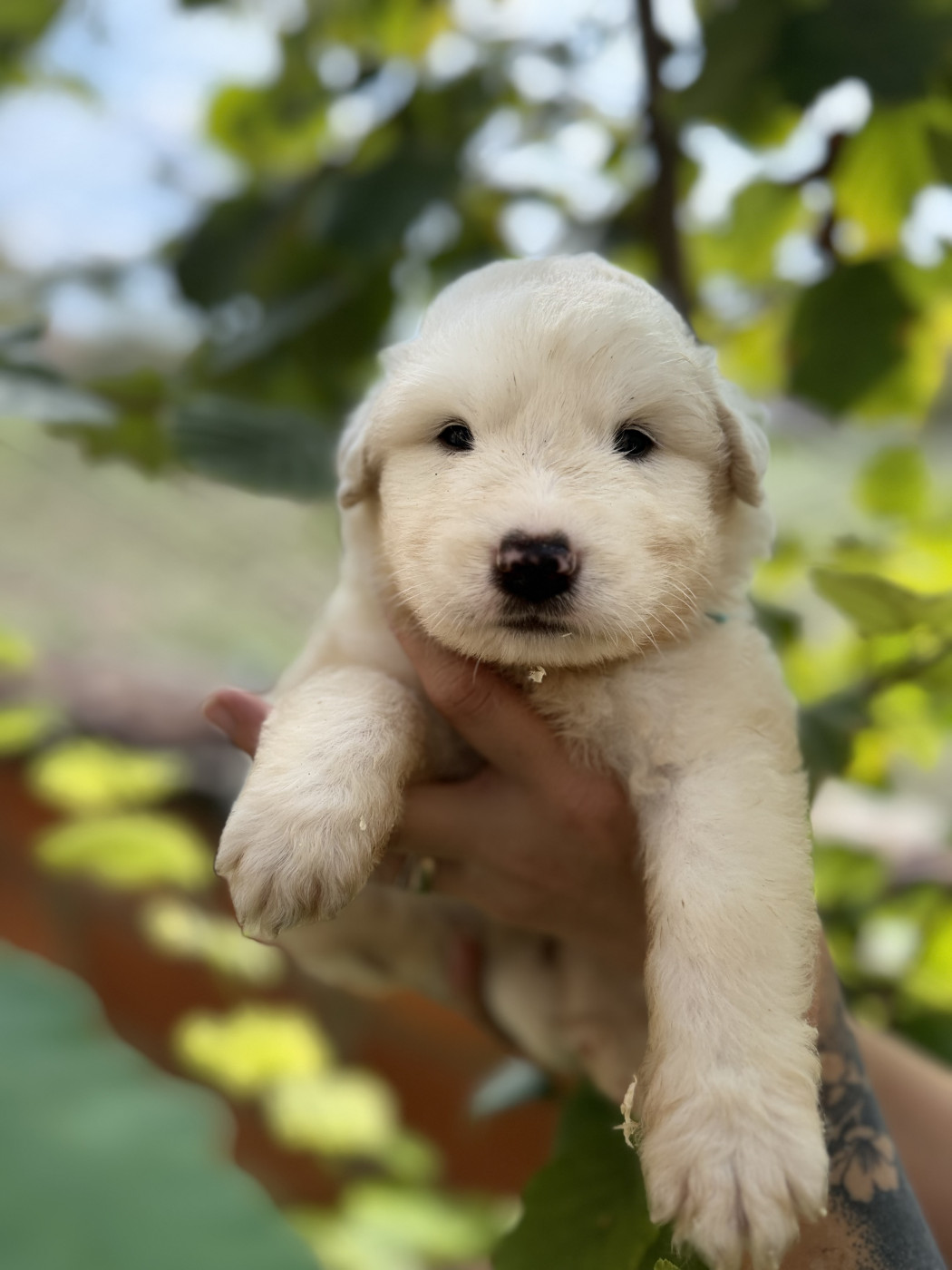 Du Hameau Des Nours - Chiots disponibles - Chien de Montagne des Pyrenees