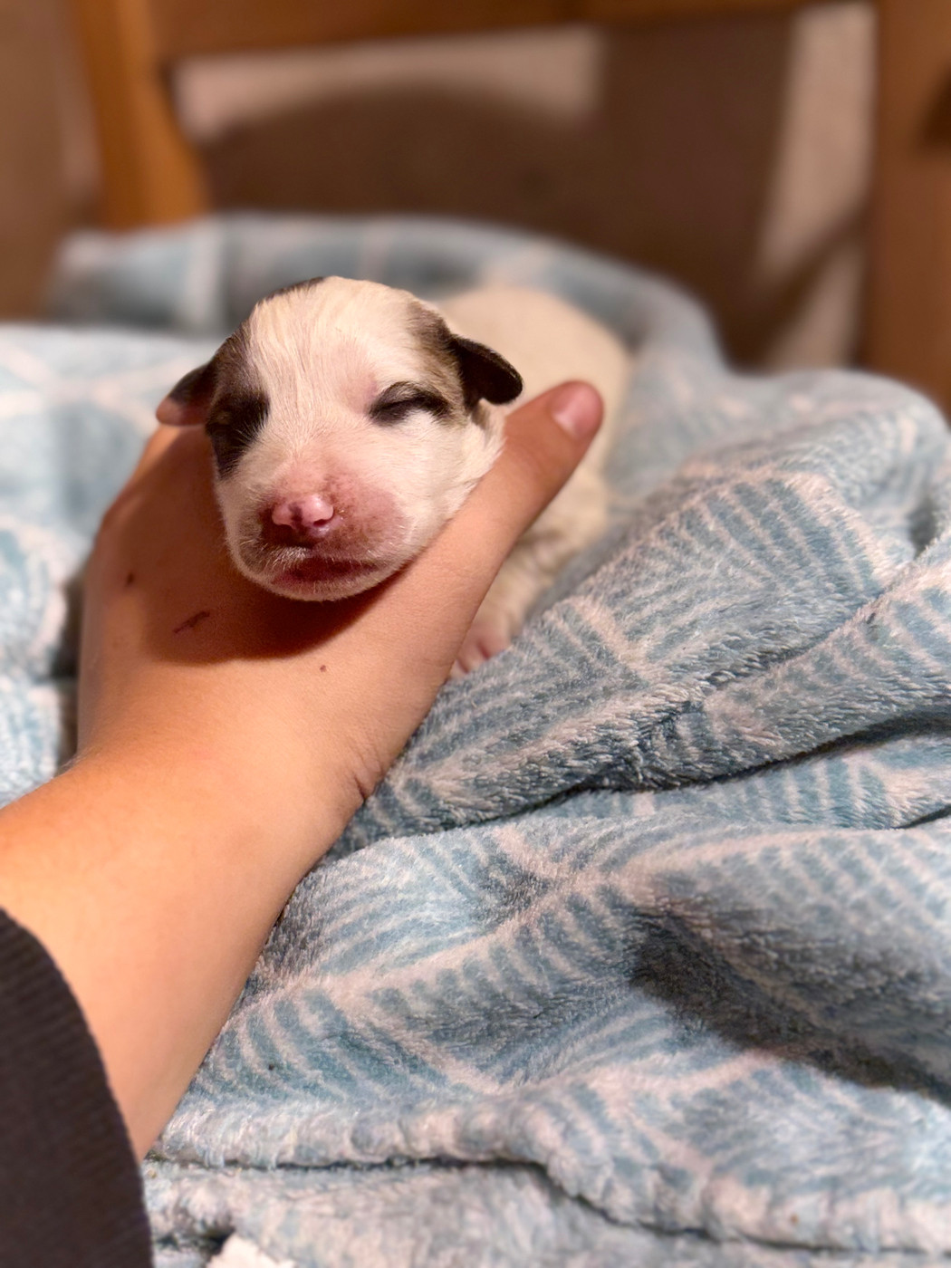 Du Hameau Des Nours - Chiots disponibles - Chien de Montagne des Pyrenees