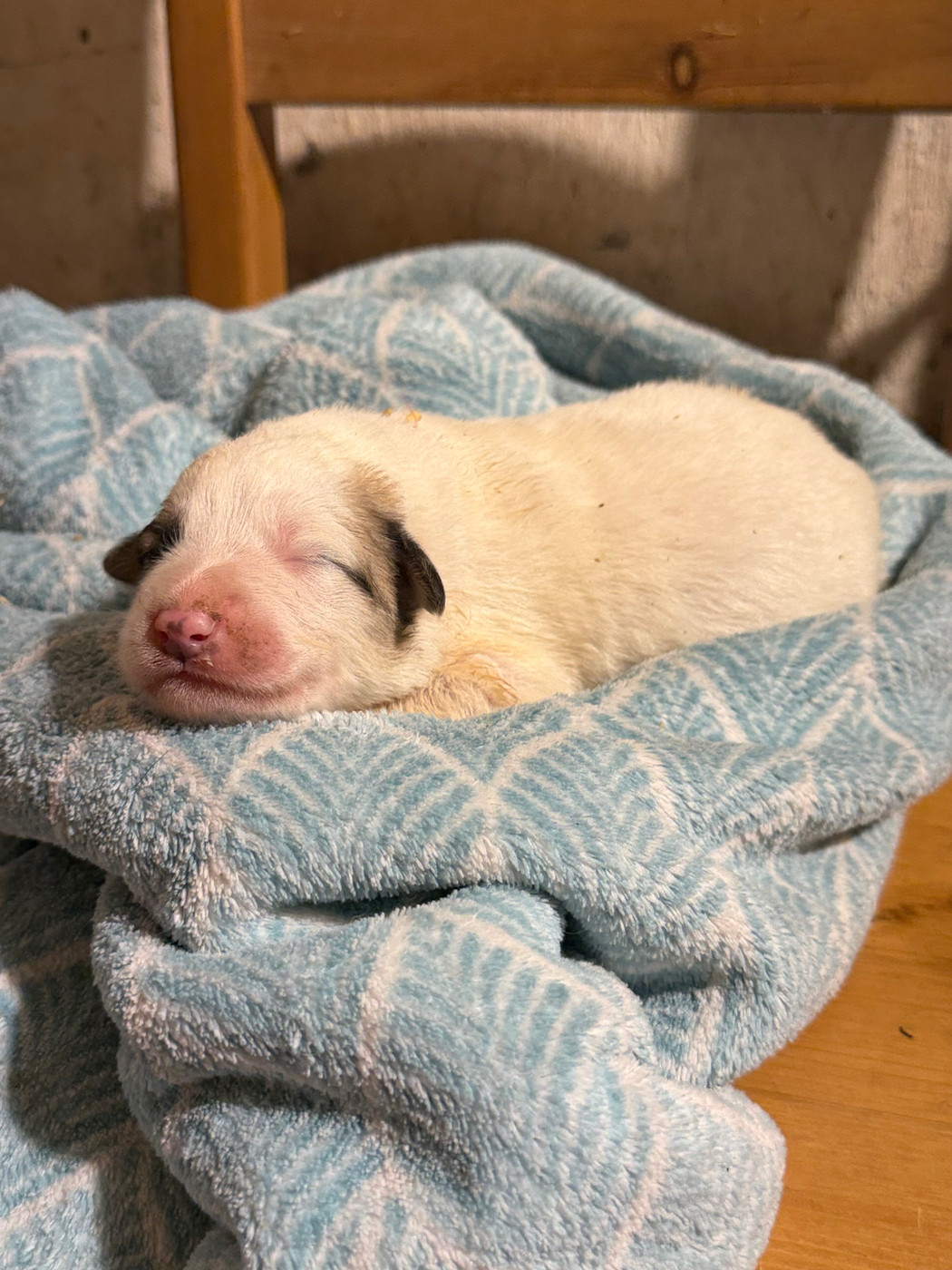 Du Hameau Des Nours - Chiots disponibles - Chien de Montagne des Pyrenees