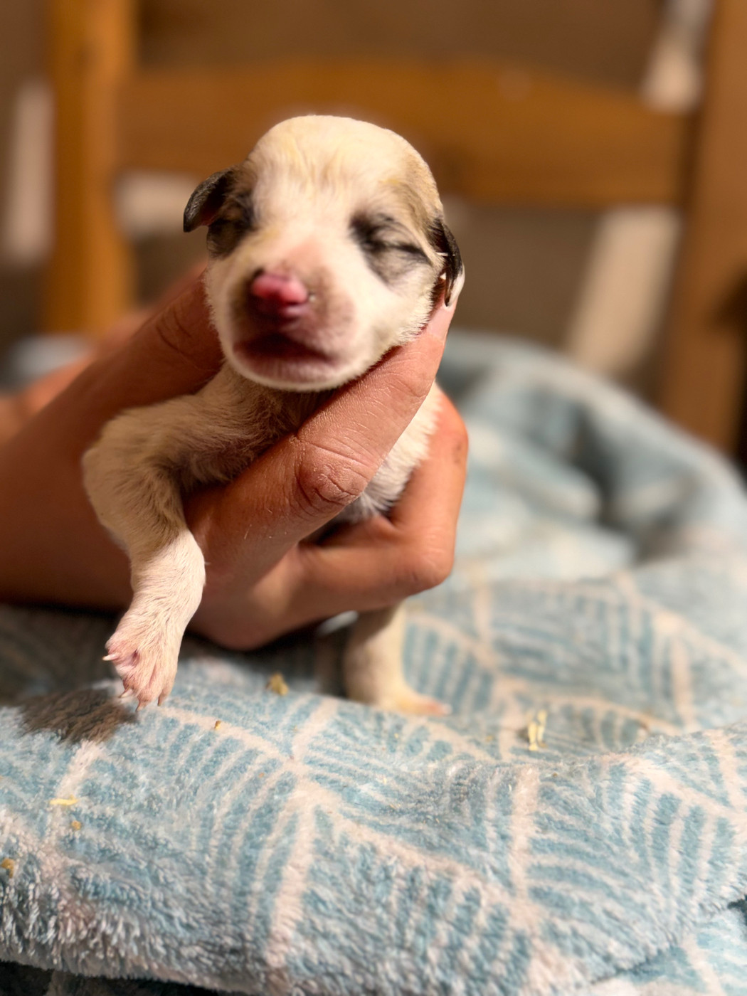 Du Hameau Des Nours - Chiots disponibles - Chien de Montagne des Pyrenees