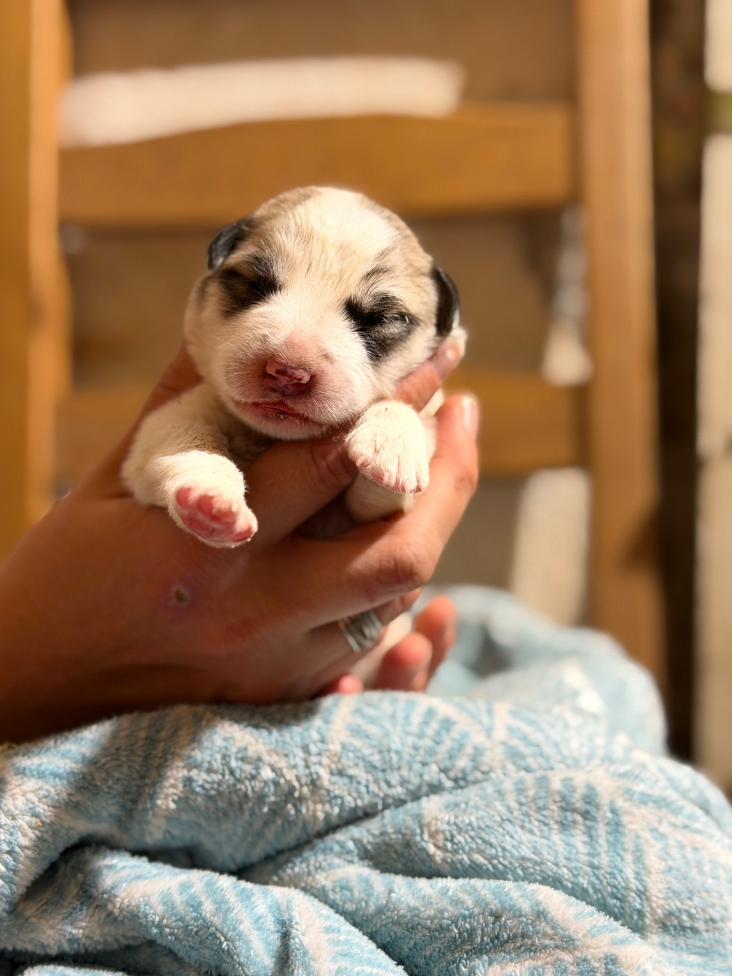 Du Hameau Des Nours - Chiots disponibles - Chien de Montagne des Pyrenees