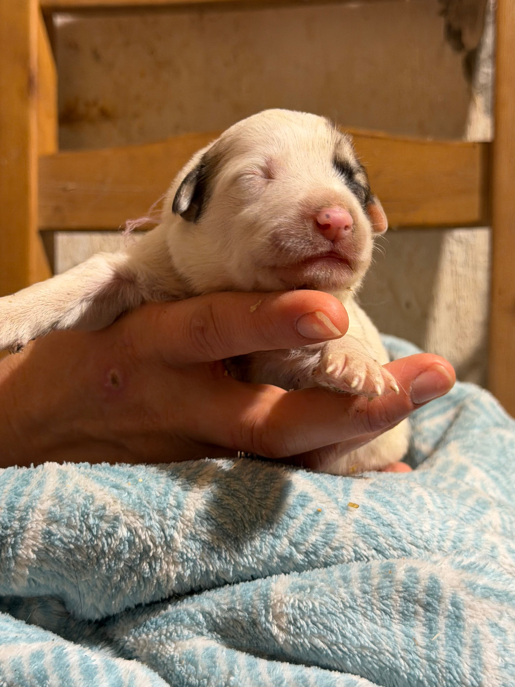 Du Hameau Des Nours - Chiots disponibles - Chien de Montagne des Pyrenees