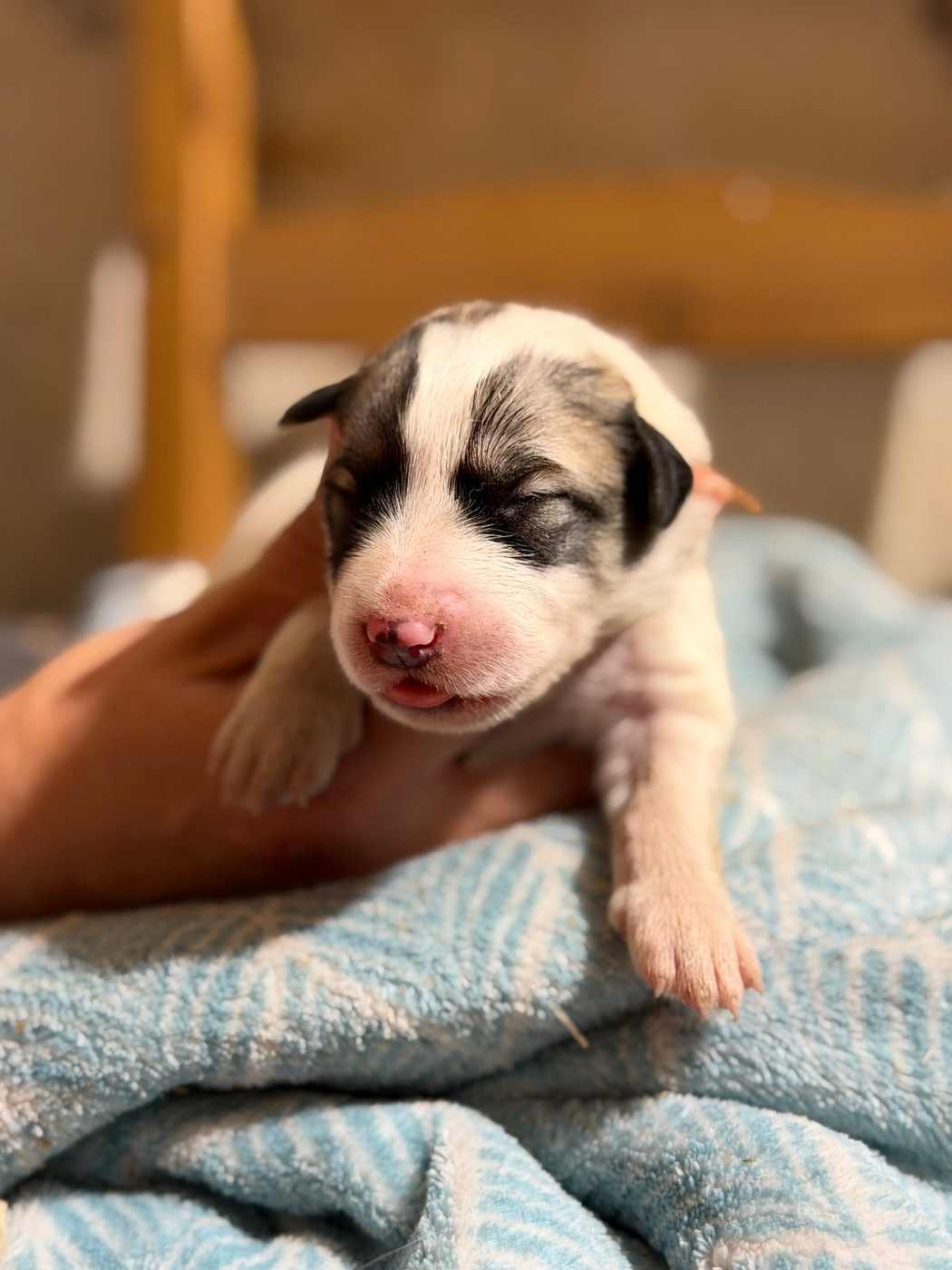 Du Hameau Des Nours - Chiots disponibles - Chien de Montagne des Pyrenees