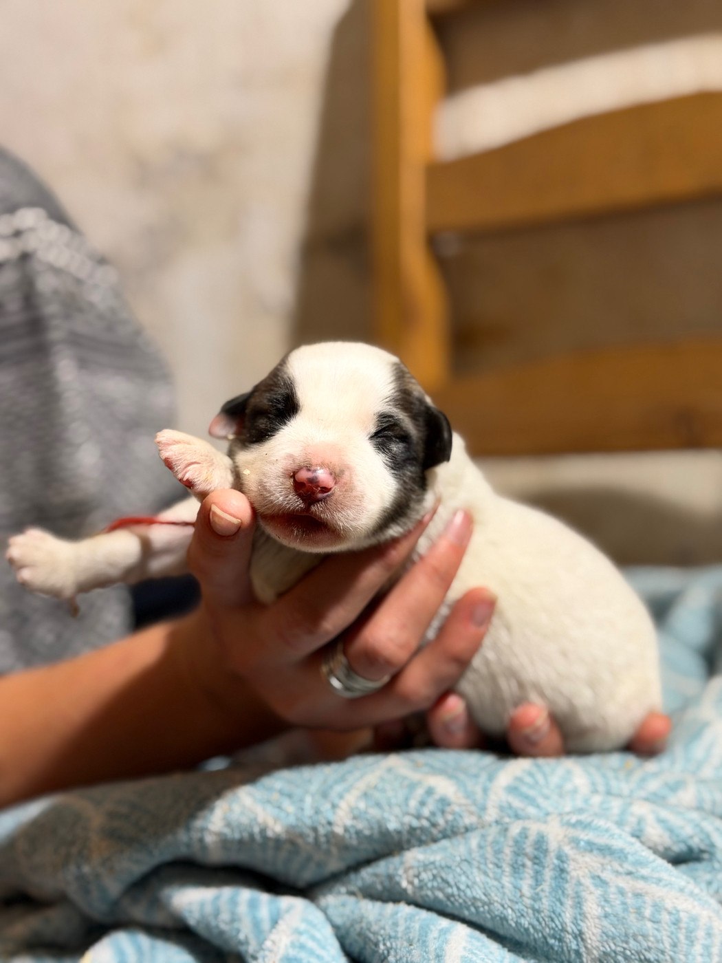 Du Hameau Des Nours - Chiots disponibles - Chien de Montagne des Pyrenees