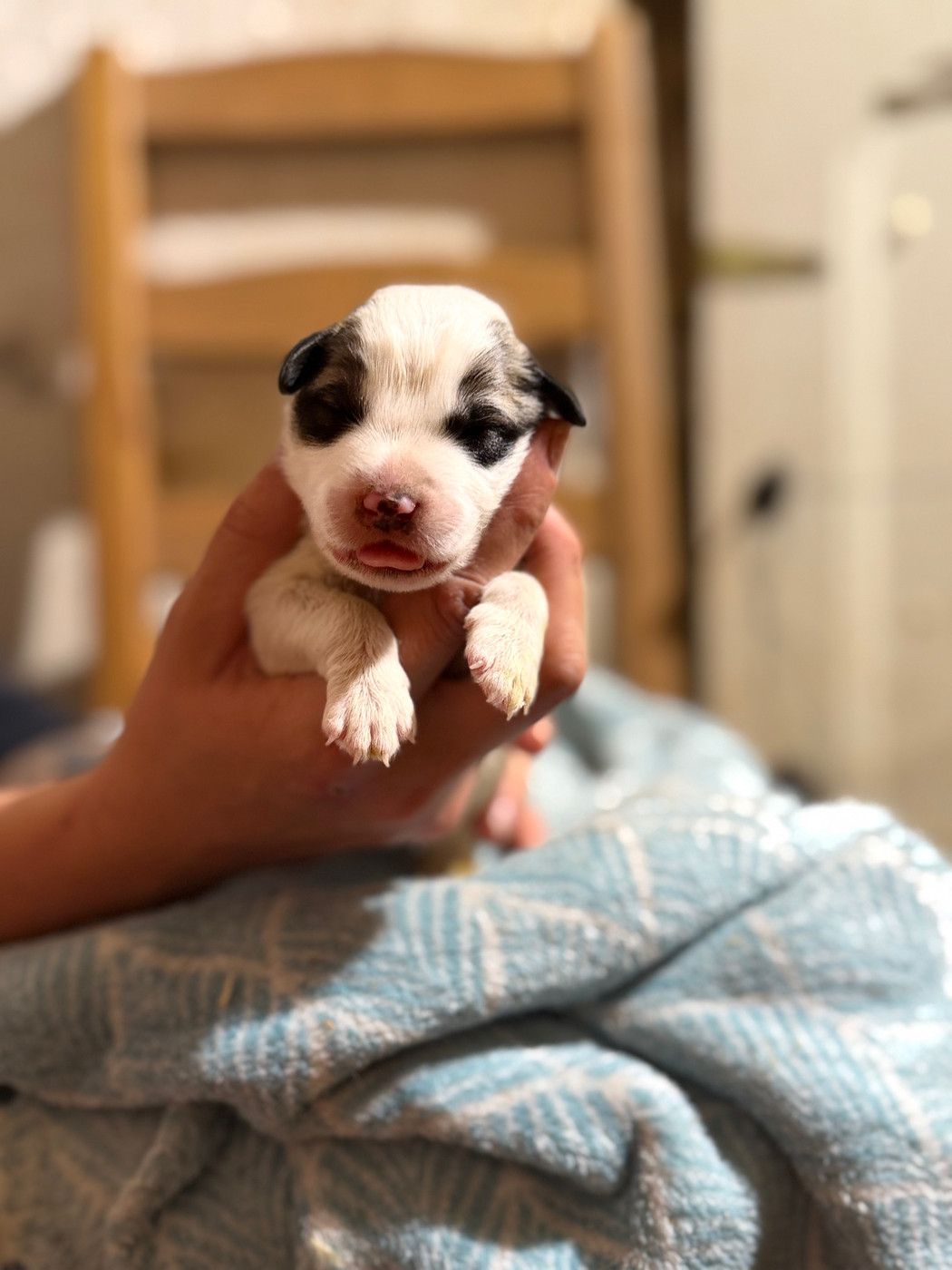 Du Hameau Des Nours - Chiots disponibles - Chien de Montagne des Pyrenees