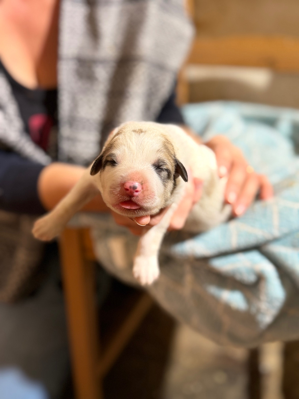 Du Hameau Des Nours - Chiots disponibles - Chien de Montagne des Pyrenees