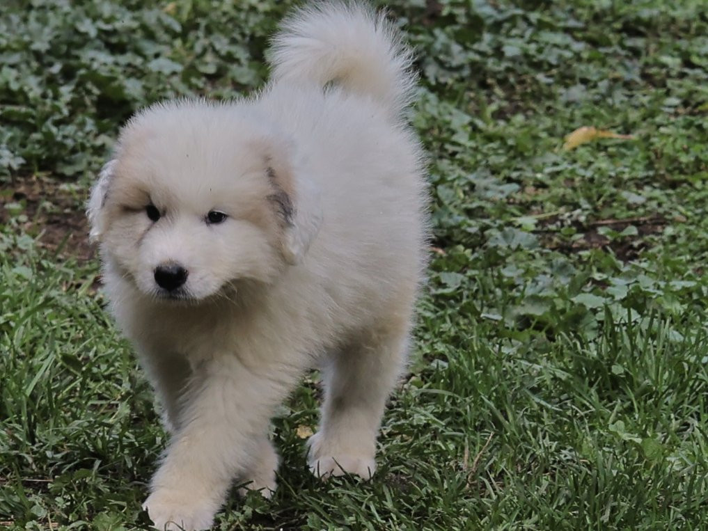 Du Hameau Des Nours - Chiots disponibles - Chien de Montagne des Pyrenees