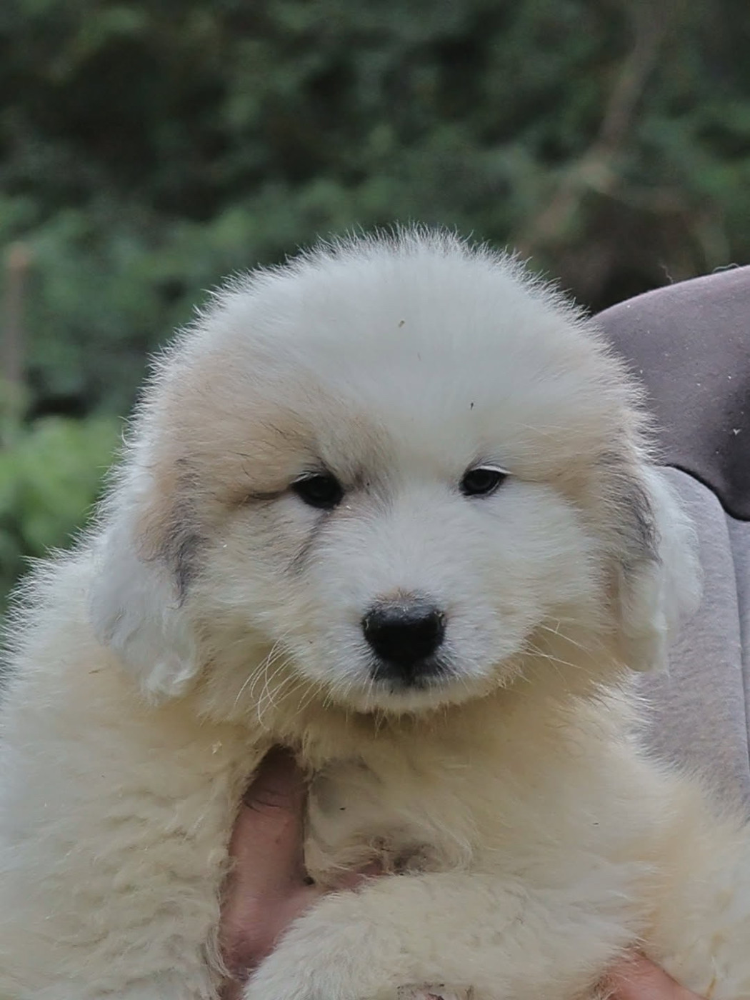 Du Hameau Des Nours - Chiots disponibles - Chien de Montagne des Pyrenees