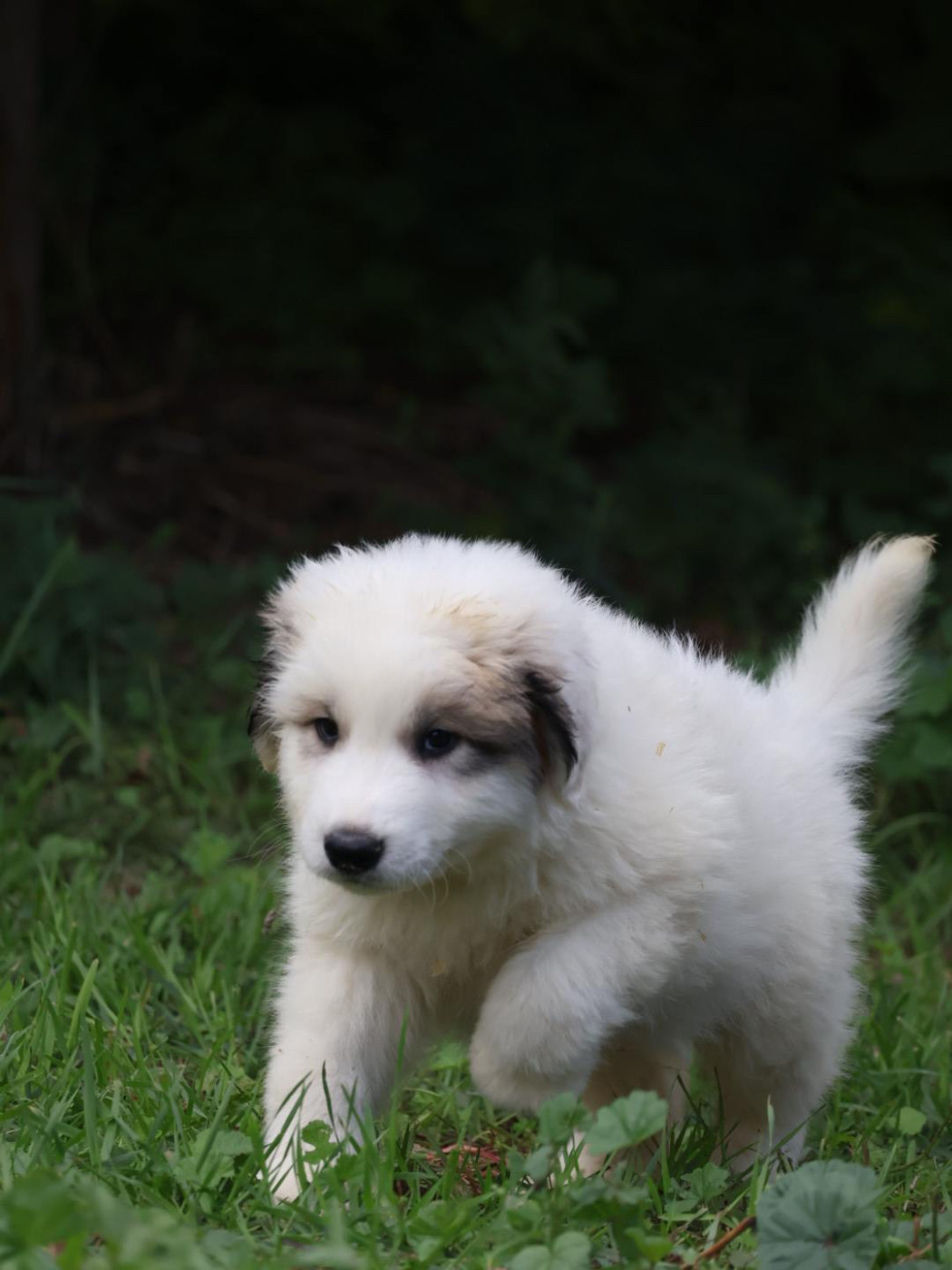 Du Hameau Des Nours - Chiots disponibles - Chien de Montagne des Pyrenees
