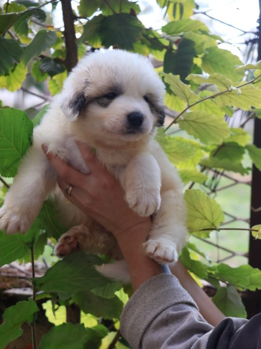 Du Hameau Des Nours - Chiots disponibles - Chien de Montagne des Pyrenees