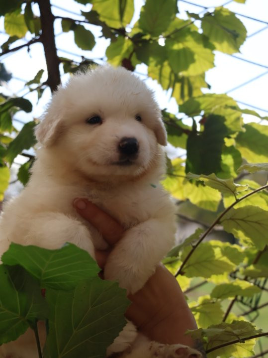Du Hameau Des Nours - Chiots disponibles - Chien de Montagne des Pyrenees
