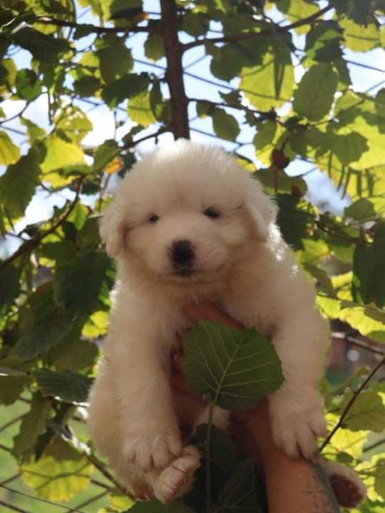 Du Hameau Des Nours - Chiots disponibles - Chien de Montagne des Pyrenees