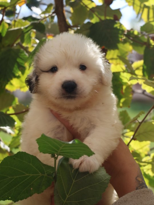 Du Hameau Des Nours - Chiots disponibles - Chien de Montagne des Pyrenees