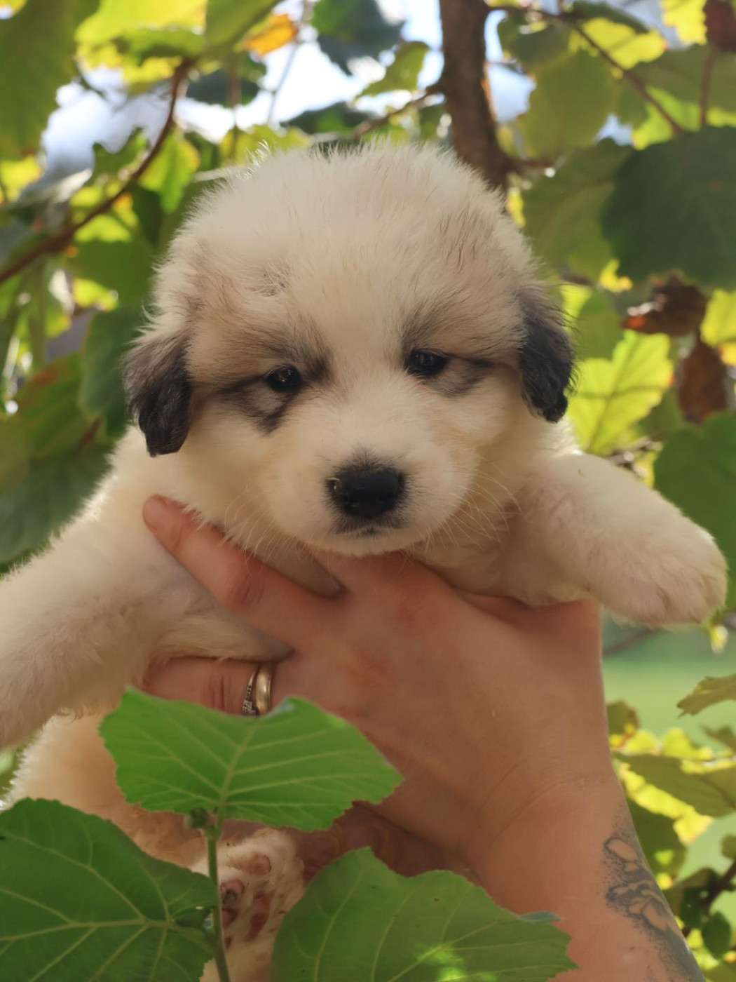 Du Hameau Des Nours - Chiots disponibles - Chien de Montagne des Pyrenees
