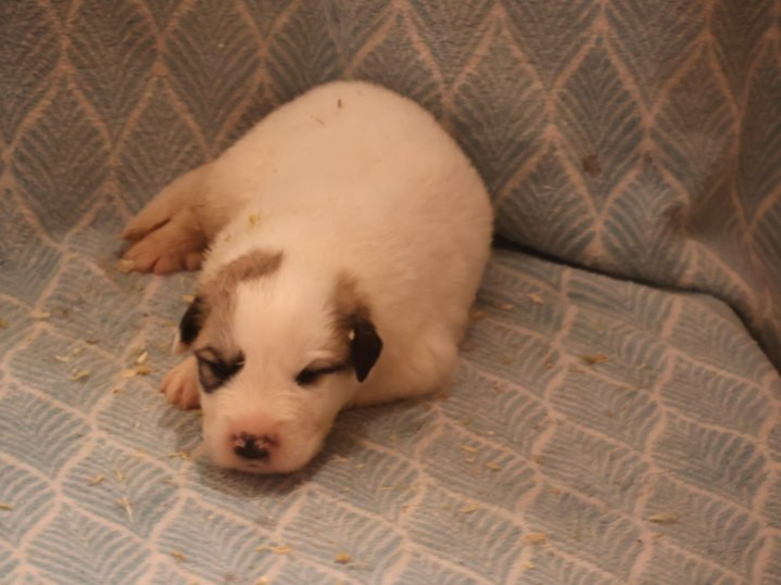 Du Hameau Des Nours - Chiots disponibles - Chien de Montagne des Pyrenees