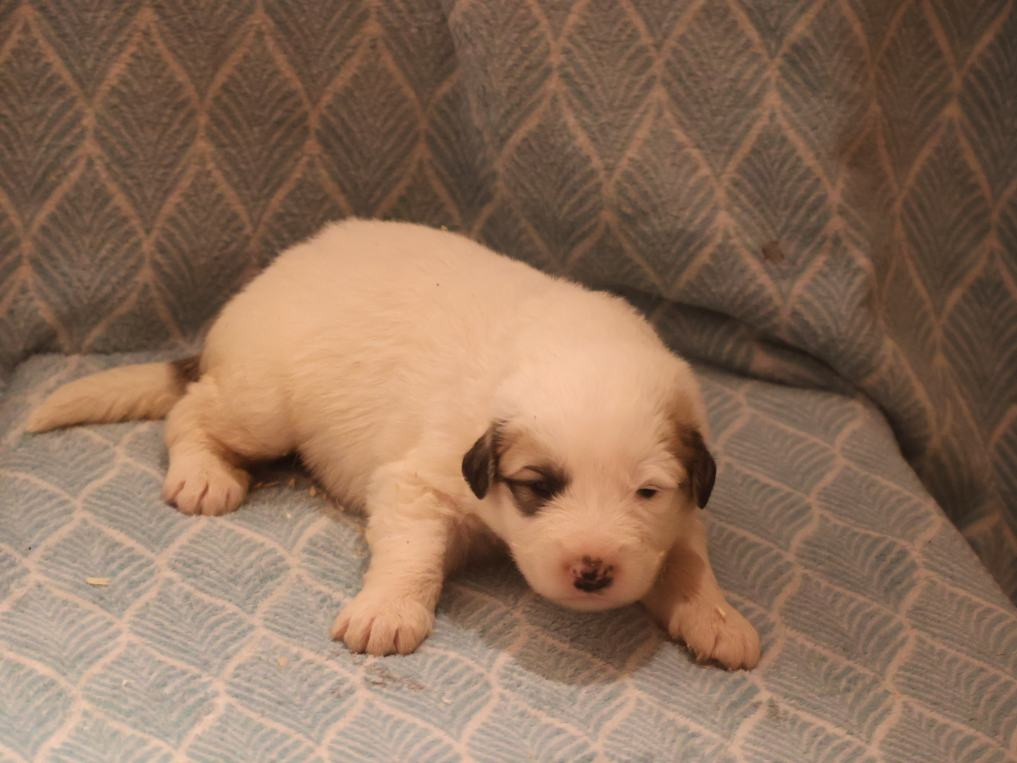 Du Hameau Des Nours - Chiots disponibles - Chien de Montagne des Pyrenees