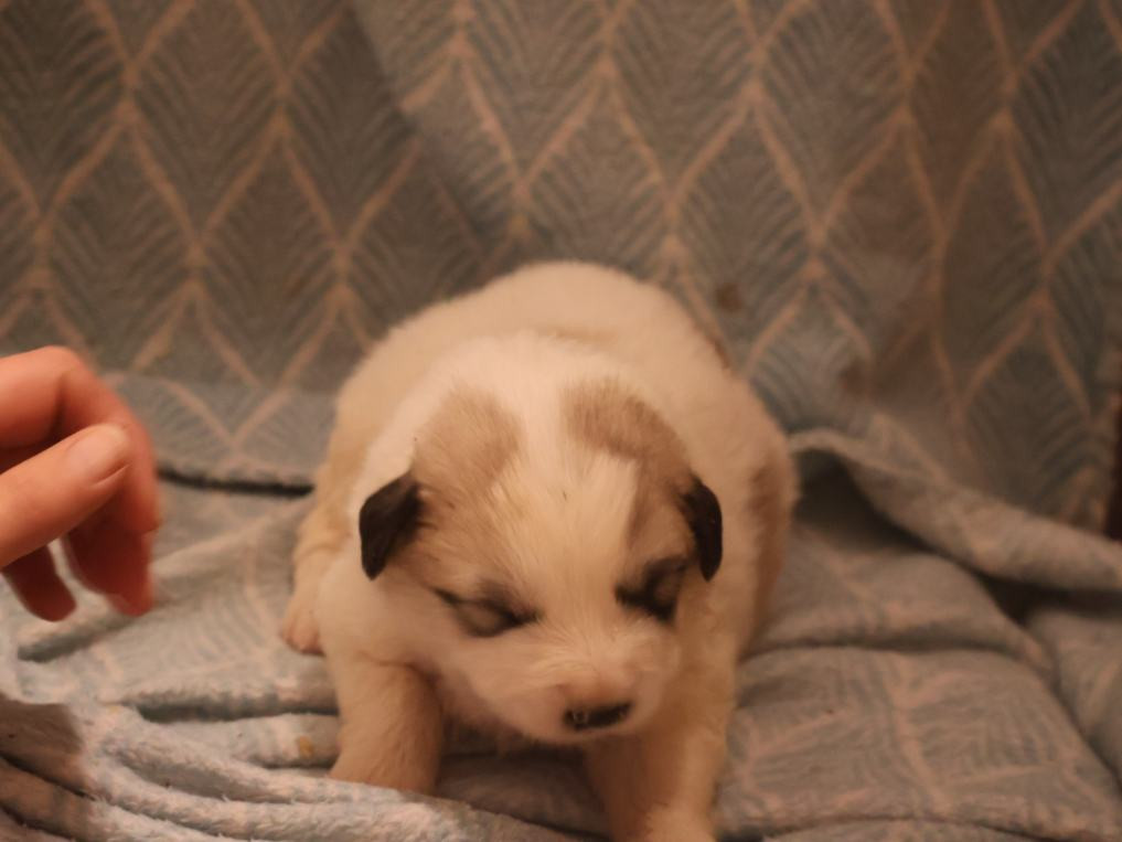 Du Hameau Des Nours - Chiots disponibles - Chien de Montagne des Pyrenees