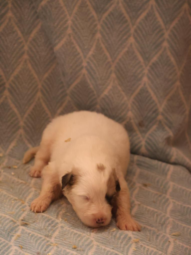 Du Hameau Des Nours - Chiots disponibles - Chien de Montagne des Pyrenees
