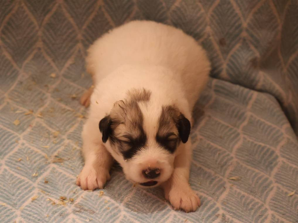 Du Hameau Des Nours - Chiots disponibles - Chien de Montagne des Pyrenees