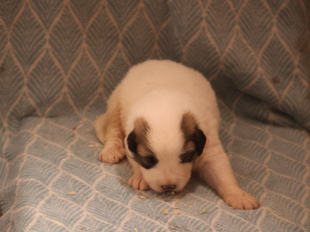 Du Hameau Des Nours - Chiots disponibles - Chien de Montagne des Pyrenees